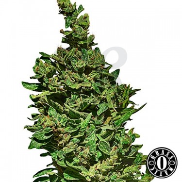 Med Gom autofloreciente de grass-o-matic - Grow Barato