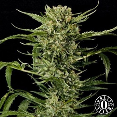 Auto Mass de Grass-o-Matic feminizada - Grow Barato