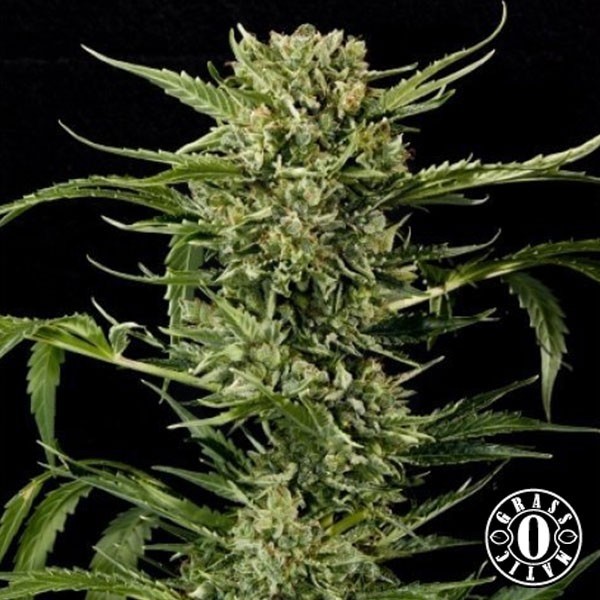 Auto Mass de Grass-o-Matic feminizada - Grow Barato