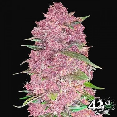 Purple Lemonade Auto feminizada de Fast Buds - Grow Barato