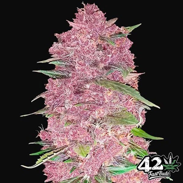 Purple Lemonade Auto feminizada de Fast Buds - Grow Barato