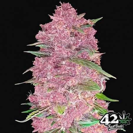 Purple Lemonade Auto feminizada de Fast Buds - Grow Barato Purple Lemonade Auto feminizada de Fast Buds - Grow Barato