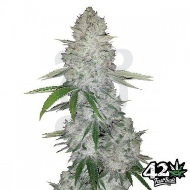 Gorilla Glue Auto semillas feminizada Fast Buds - Grow Barato