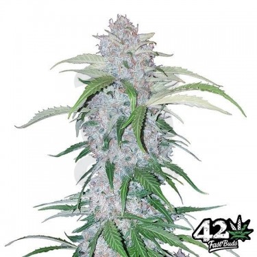 Six Shooter Auto feminizada Fast Buds - Grow Barato