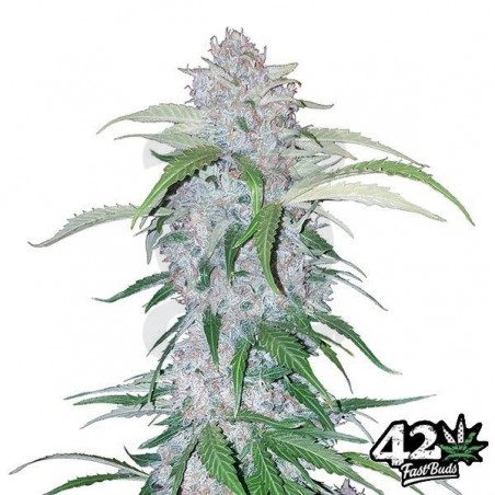 Six Shooter Auto feminizada Fast Buds - Grow Barato Six Shooter Auto feminizada Fast Buds - Grow Barato