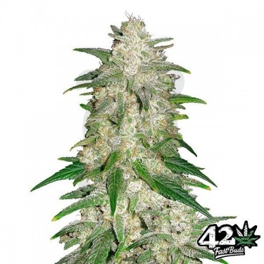 Gelato Auto de Fast Buds American Autoflowers - Grow Barato