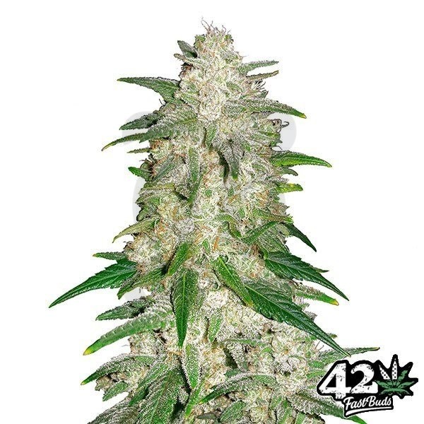 Sementes autoflorescentes Fast Buds Gelato - Crescer Barato