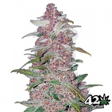 Black Berry Auto feminizada Fast Buds - Grow Barato