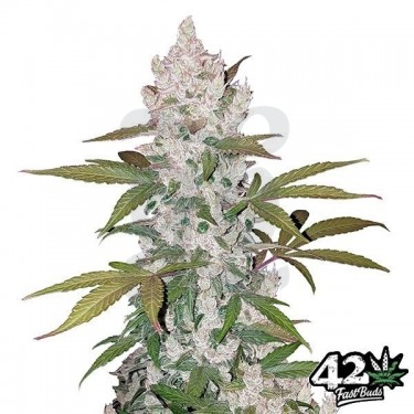 Cookies Auto semillas feminizadas Fast Buds - Grow Barato