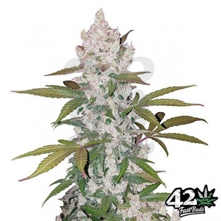 Cookies Auto semillas feminizadas Fast Buds - Grow Barato Cookies Auto semillas feminizadas Fast Buds - Grow Barato