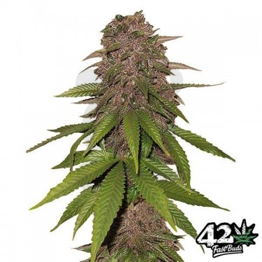C4 Autofloreciente feminizada Fast Buds - Grow Barato