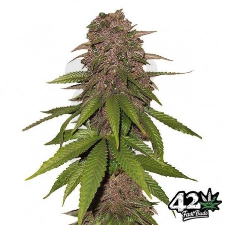C4 Autofloreciente feminizada Fast Buds - Grow Barato