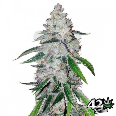 West Coast Og Auto feminizada Fast Buds - Grow Barato
