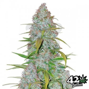 Californian Snow Auto fem. de Fast Buds - Grow Barato