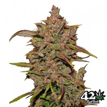 Crystal Meth Auto feminizada Fast Bud - Grow Barato