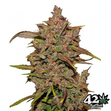 Crystal Meth Auto feminizada Fast Bud - Grow Barato