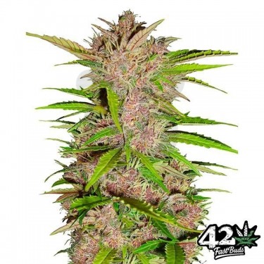 Fastberry Auto feminizada Fast Buds - Grow Barato