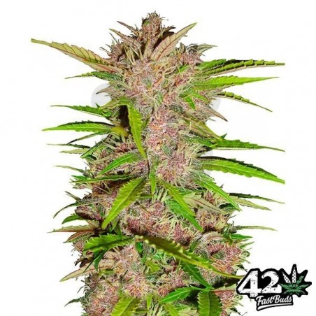 Fastberry Auto feminizada Fast Buds - Grow Barato Fastberry Auto feminizada Fast Buds - Grow Barato