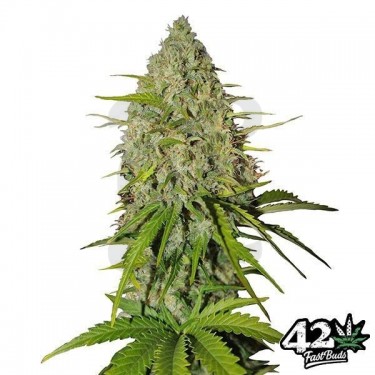 Grapefruit de Fast Buds American Autoflowers - Grow Barato