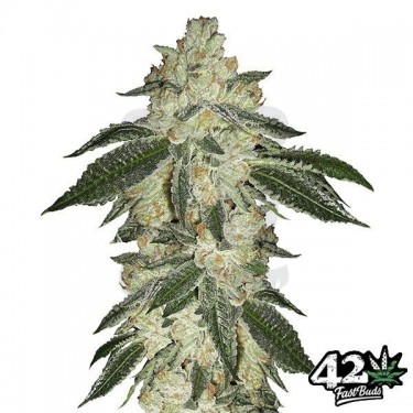 Green Crack de Fast Buds American Autoflowers - Grow Barato