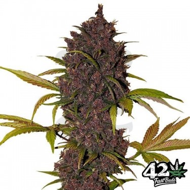 LSD-25 de Fast Buds American Autoflowers - Grow Barato