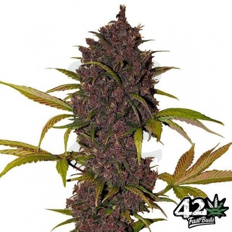 LSD-25 Auto Plante de marijuana LSD-25 Auto Plante de marijuana