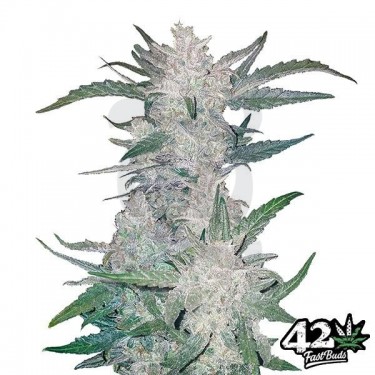 Mexican Airlines de Fast Buds Autoflowers - Grow Barato