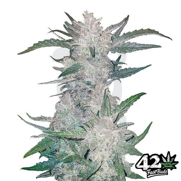 Mexican Airlines de Fast Buds Autoflowers - Grow Barato