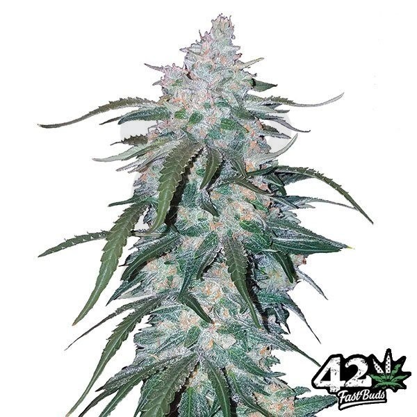 Abacaxi Express by Fast Buds Autoflowers - Crescer Barato