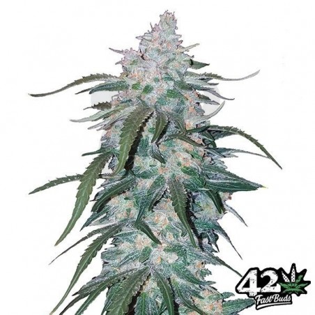 Pineapple Express de Fast Buds Autoflowers - Grow Barato
