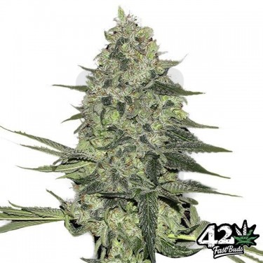 Rhino Ryder de Fast Buds American Autoflower - Grow Barato