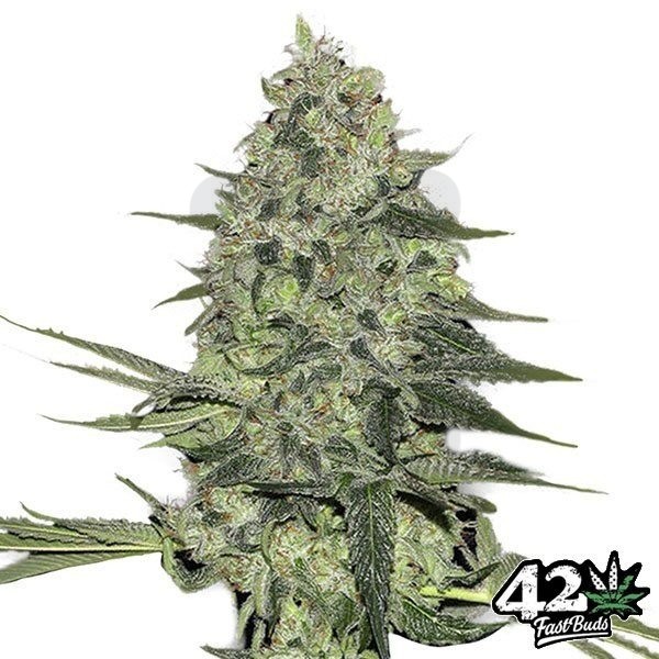 Rhino Ryder de Fast Buds American Autoflower - Grow Barato