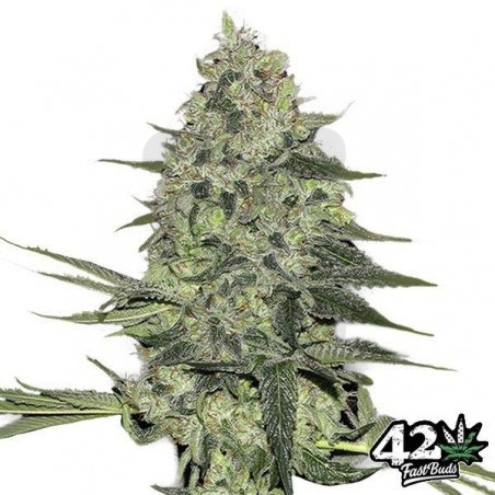Rhino Ryder de Fast Buds American Autoflower - Grow Barato Rhino Ryder de Fast Buds American Autoflower - Grow Barato