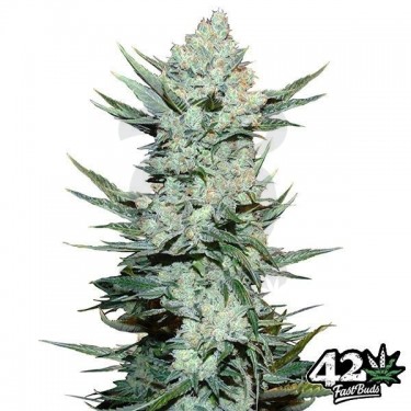 Tangie Auto de Fast Buds American Autoflower - Grow Barato