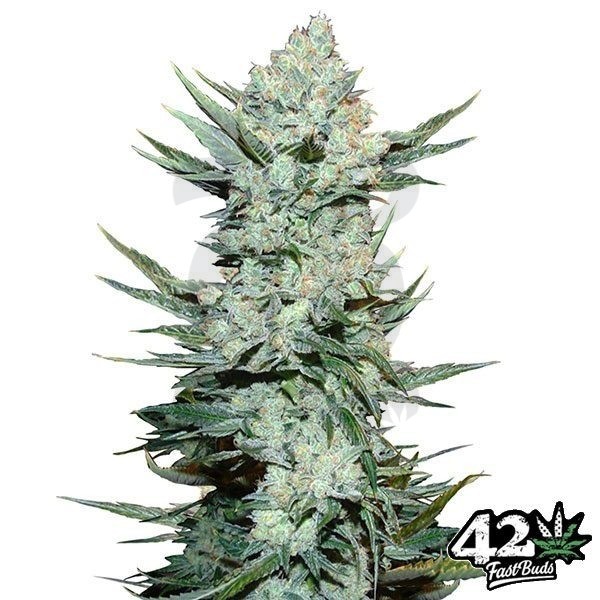 Tangie Matic Auto Plante de marijuana