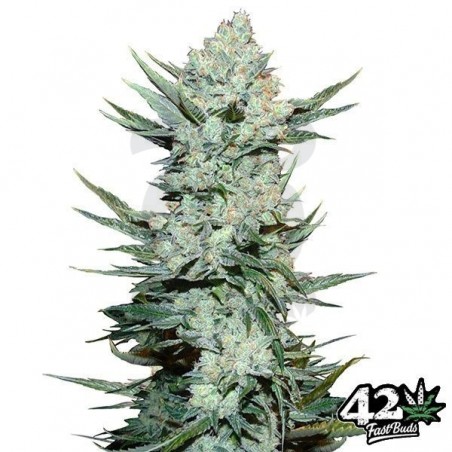 Tangie Matic Auto Plante de marijuana Tangie Matic Auto Plante de marijuana