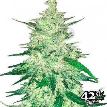 CBD Auto 1:1 (CBD Crack) Fast Buds Autofloreciente - Grow Barato