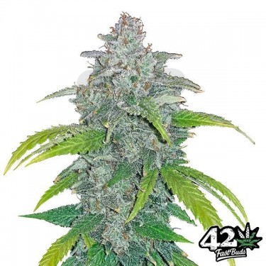 Blue Dream Matic Fast Buds Autofloreciente - Grow Barato