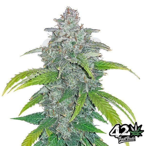 Blue Dream Matic Fast Buds Autoflorescente - Crescer Barato
