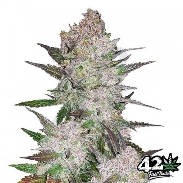 Cream Cookies Auto - Fast Buds - 100% hembra - Grow Barato