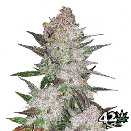 Cream Cookies Auto - Fast Buds - 100% hembra - Grow Barato Cream Cookies Auto - Fast Buds - 100% hembra - Grow Barato