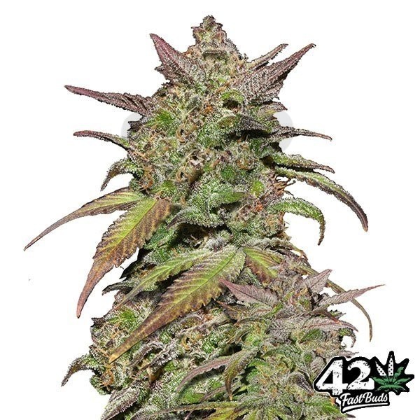 Smoothie Auto Sementes de Buds Rápidos - Crescer Barato