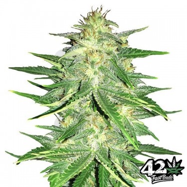 Lemon AK Auto Fast Buds American Autoflowers - Grow Barato