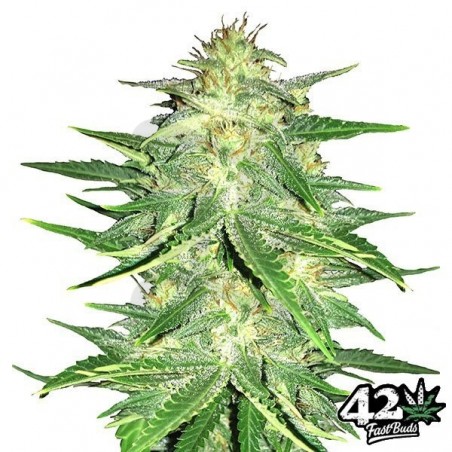 Lemon AK Auto Fast Buds American Autoflowers - Grow Barato Lemon AK Auto Fast Buds American Autoflowers - Grow Barato