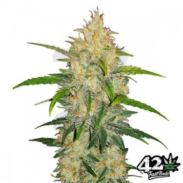 Zkittlez Auto Fast Buds American Autoflowers - Grow Barato