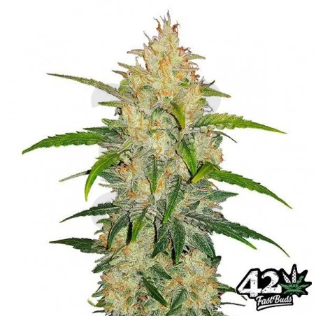 Zkittlez Auto Fast Buds American Autoflowers - Grow Barato