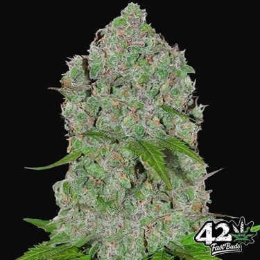 Orange Sherbet Auto semillas de Fast Buds - Grow Barato