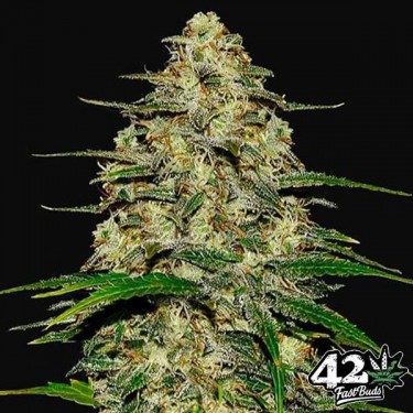 Wedding Cheesecake Auto semillas de Fast Buds - Grow Barato