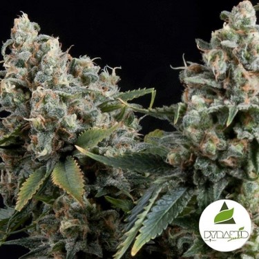 Auto Tutankhamon de Pyramid Seeds feminizada - Grow Barato