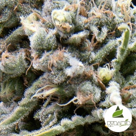 Auto White Widow Auto White Widow